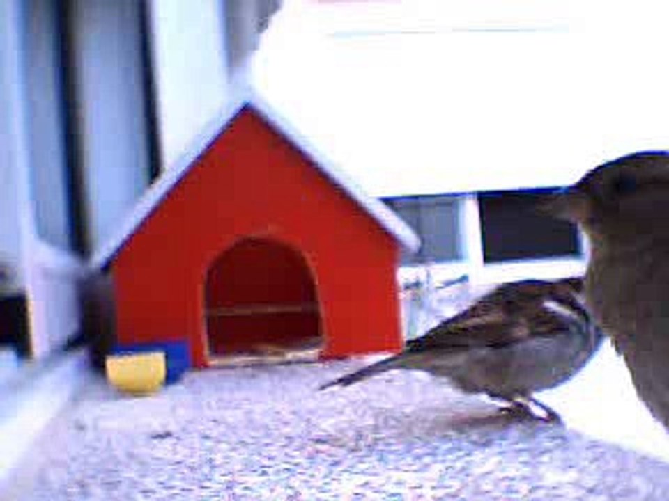 Pajaro en casa para pajaros