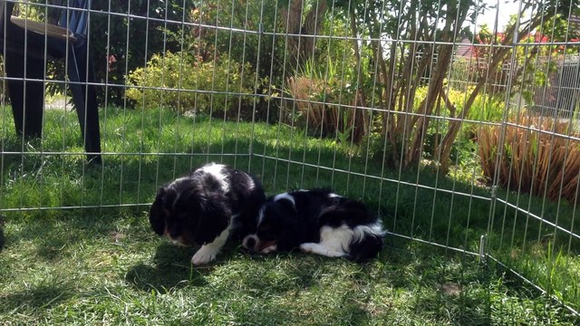 Chiots Cavaliers King Charles