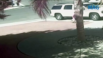 Un chat courageux sauve un enfant des dents d'un chien