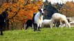 50 schöne alte Nutztierrassen: Rinder, Pferde, Schafe, Ziegen, Hühner, Enten Doku Robert Höck
