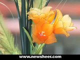 How to Make Nylon Flower (Stocking flower Tulip) -  Wedding flower