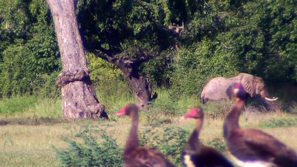 Episode 96-99, Southeast Africa Roadtrip-Zambia
