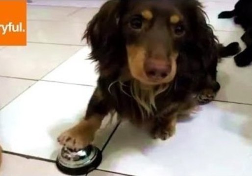 Clever Dog Demands Treats