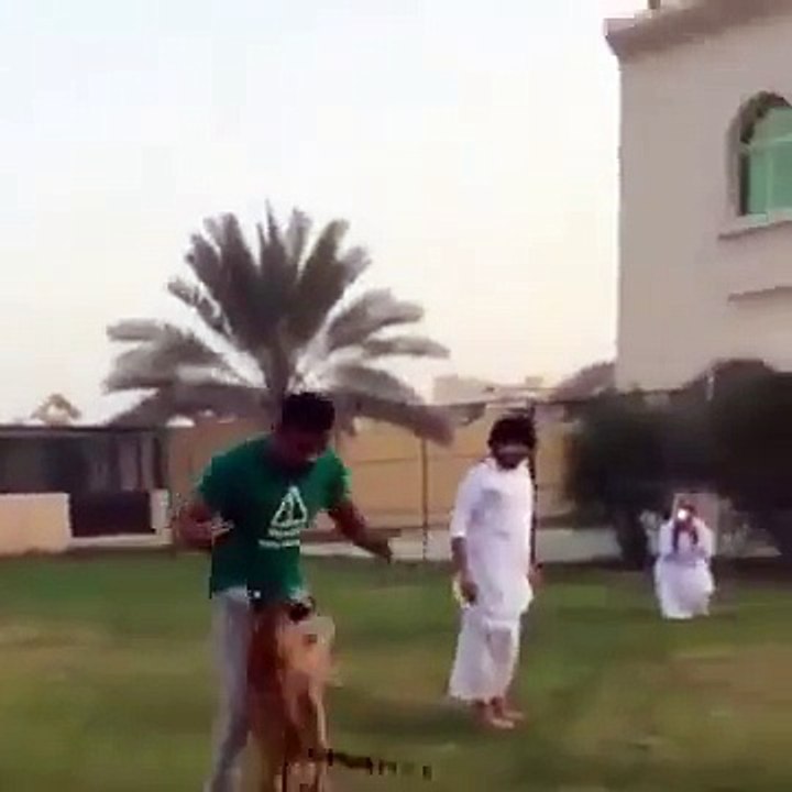 Arabic hobbies have a great invest of