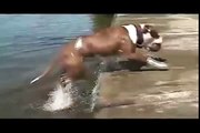 (Videos Chistosos) Caídas de Perros torpes