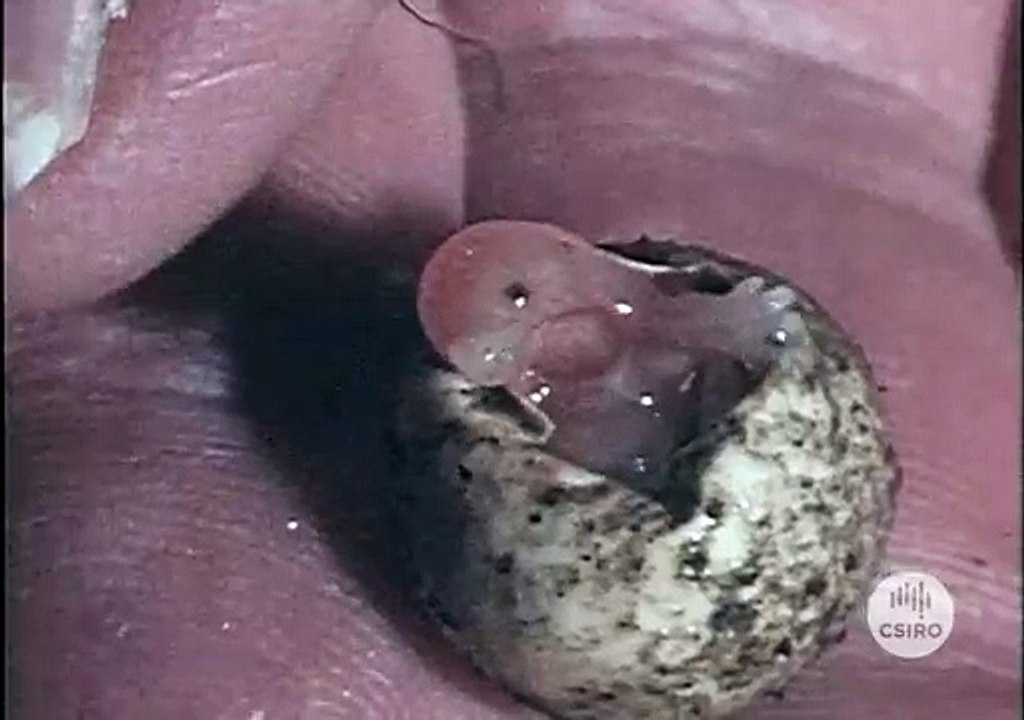 Echidna hatching (1974)