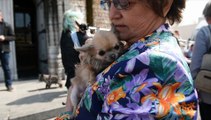 Enterrement de Miss Chiwa, le célèbre chihuahua de Belgique