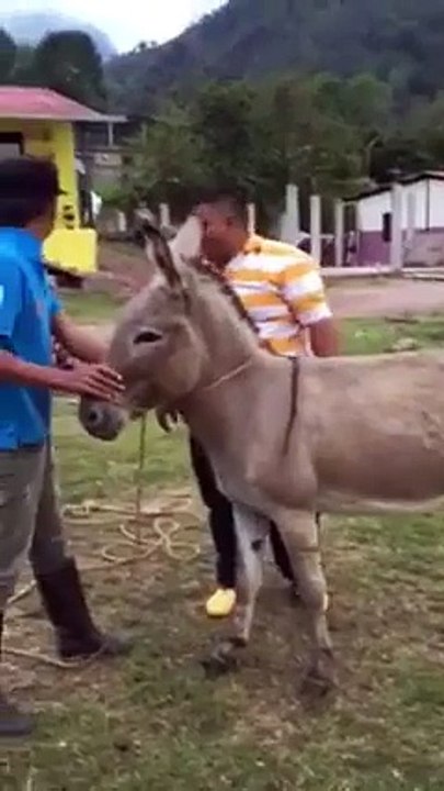 Fat person never ride on