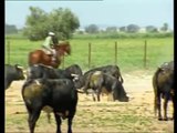 Pelea de Toros 