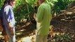 Huell Howser, Avocados and a Dog that Eats Avocados