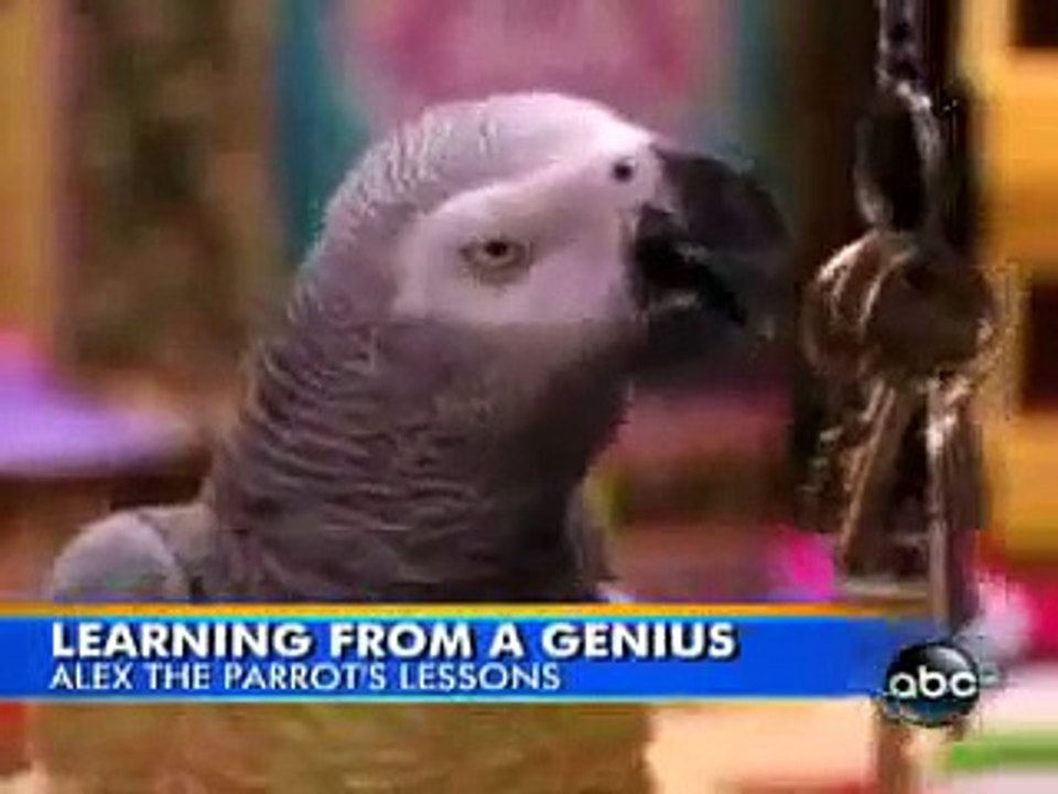 Alex the parrot