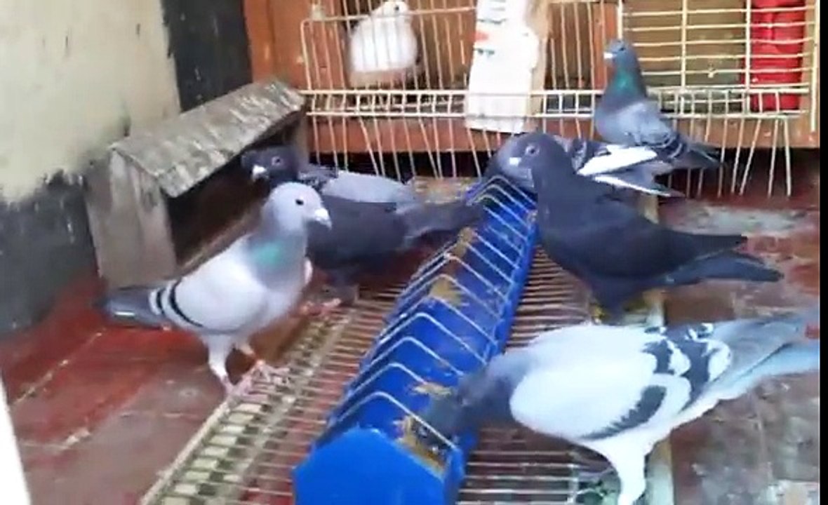 Maroc pigeon voyageur 2012 A VENDRE NE PAS RATER للبيع باثمنة جد مناسبة