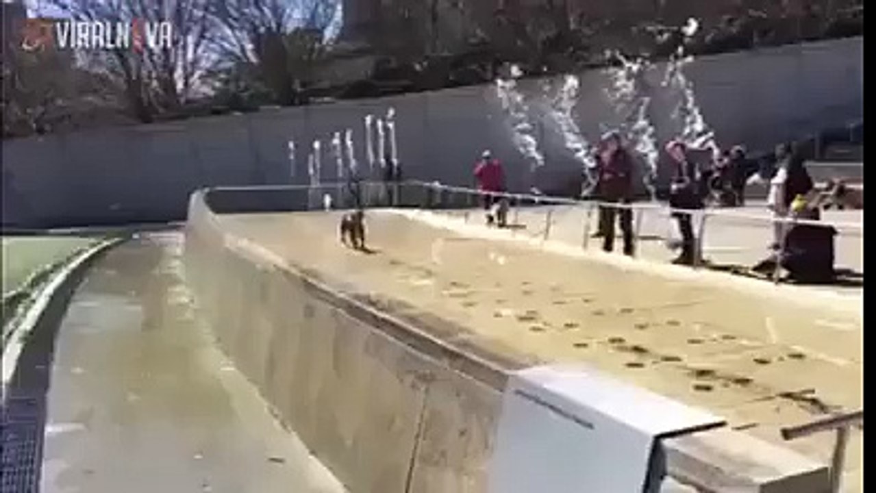 Ce chien ce prend pour un kangourou