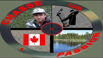 chasse a l'arc ours noir