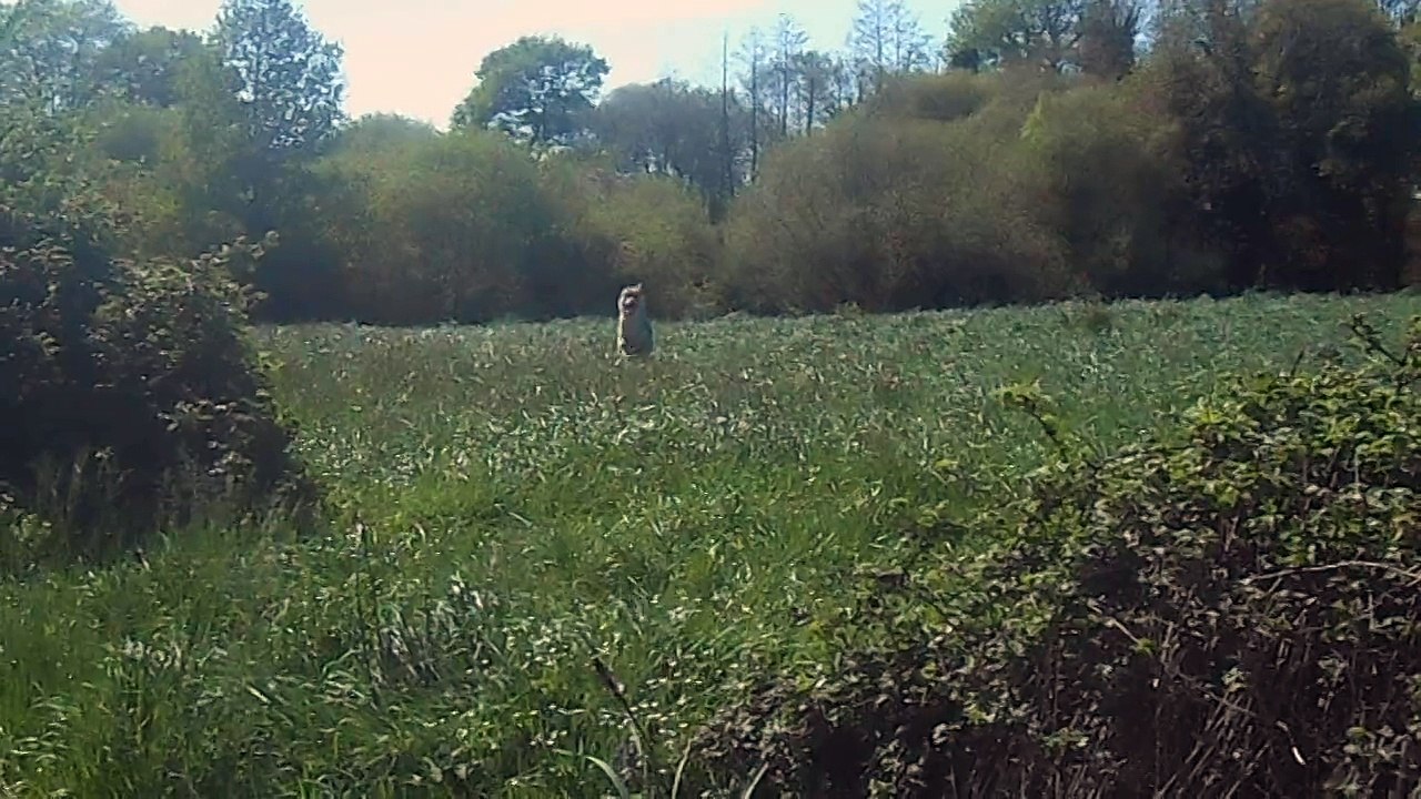 ikhai loki chien loup tchecoslovaque et sa gamelle memorable