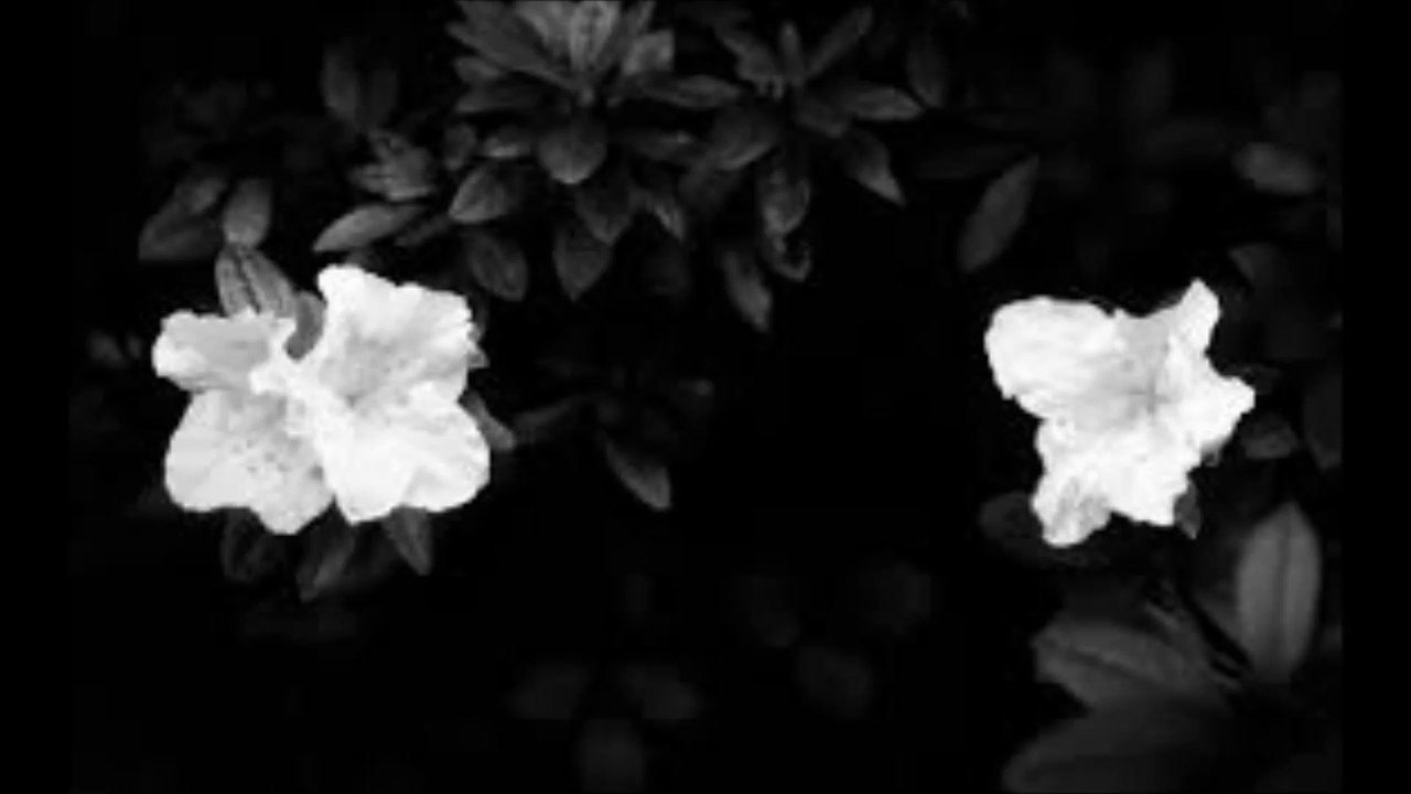 Current 93 feat. Rose McDowall - Black Flowers Please