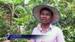 Cambodian butterflies help villagers make a living
