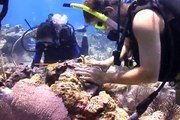 Restoring Coral Reefs in the Florida Keys and US Virgin Islands