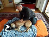Osteopatia veterinaria. Visita a Cane anziano
