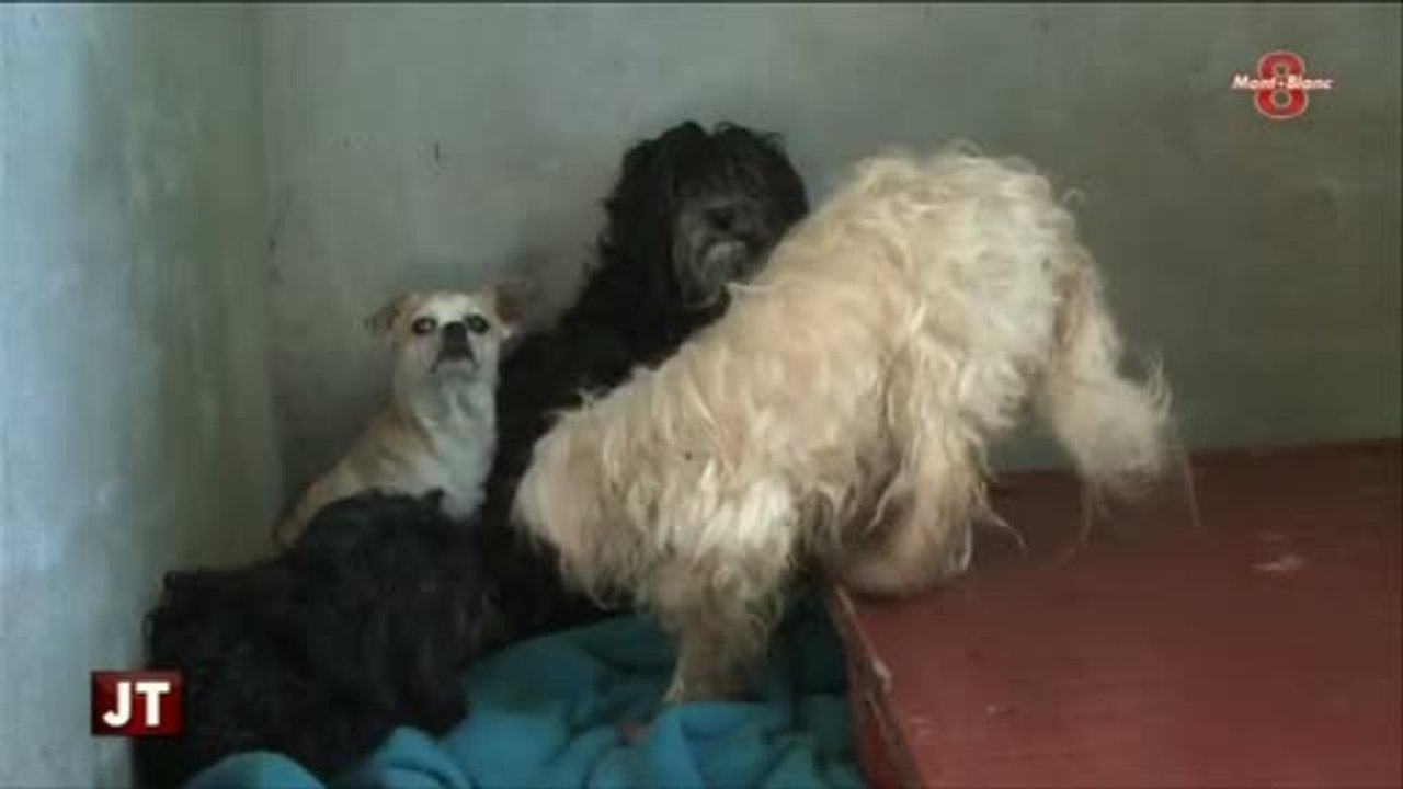 78 bichons secourus : Réactions de la propriétaire