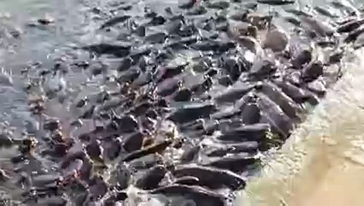 Fish Out of water