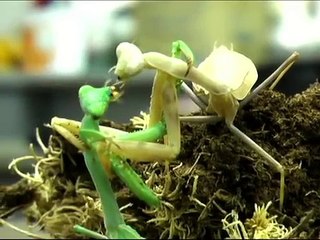 Mantis cannibals