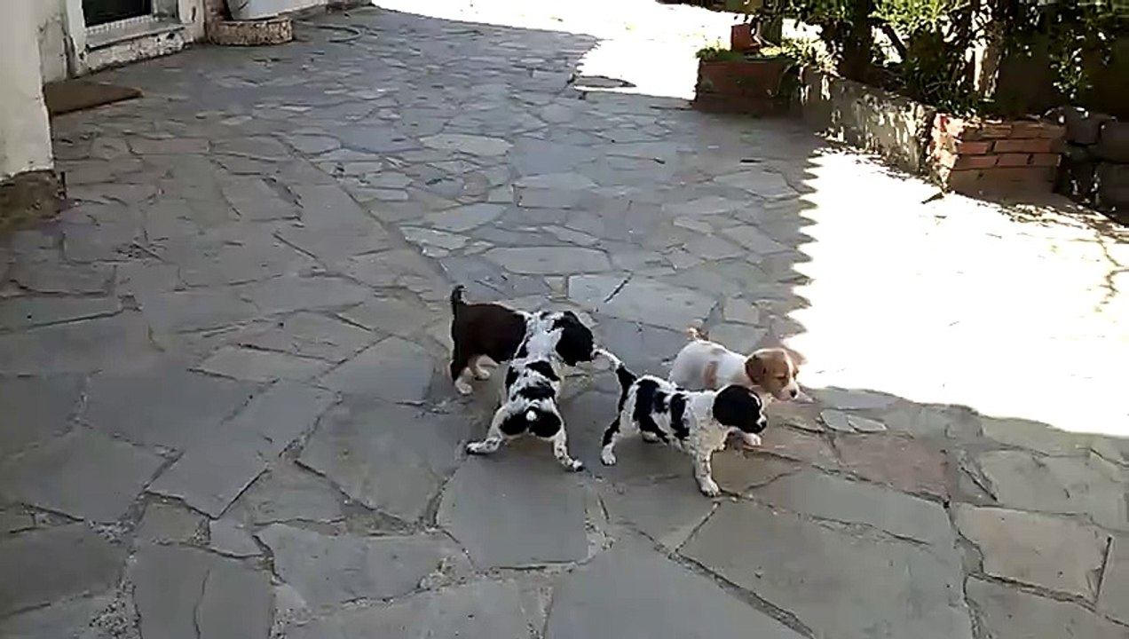παιχνιδιάρικα κουταβάκια