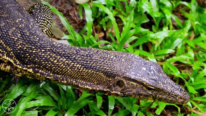 WILDLIFE IN 4K (ULTRA HD) 60fps