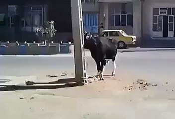 Cow Attacked Bicycle and Fell Down