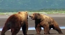 Pelea de osos