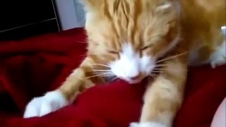 El Mejor Video De Gatos Chistosos 2015 - Muerete De La Risa Con Esto