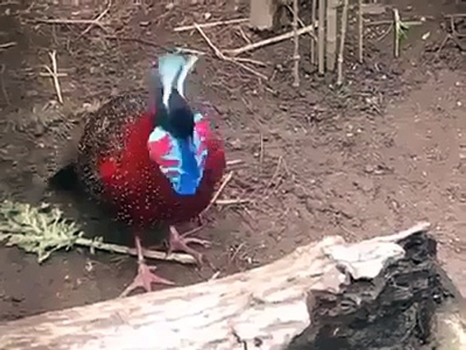 Strange Beautiful Bird Changes itself Quickly (Nature Beauty)