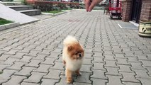 Satilik Pomeranian Boo Yavrusu 05323382169