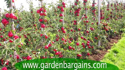 Mini Orchard 3 fruit trees