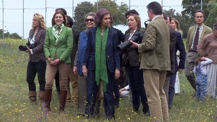 Linces ibéricas são soltas na selva sob olhar da realeza