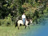 Beautiful Buckskin Tennessee Walking Horse mare in early stages of natural horsemanship training