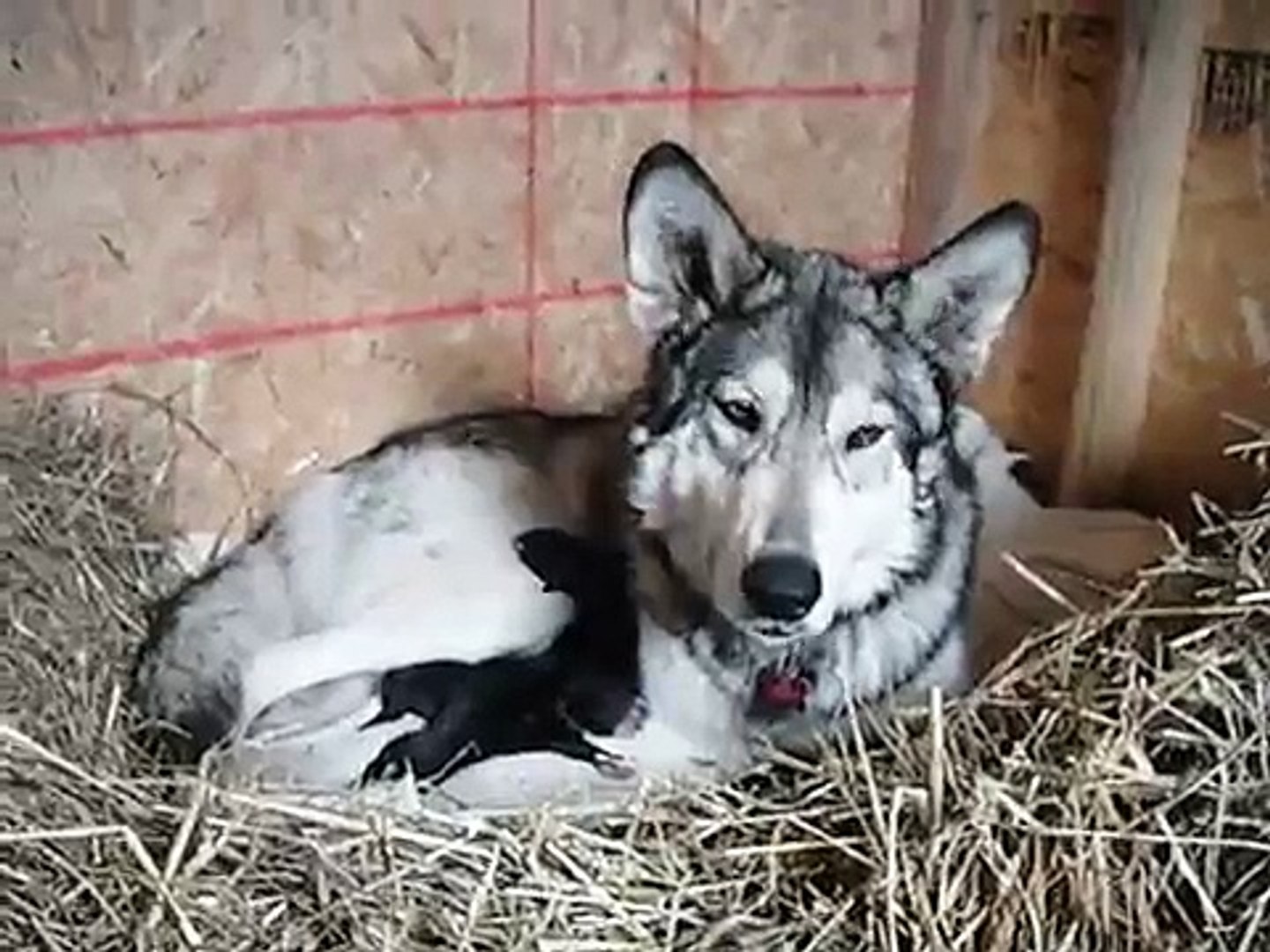pregnant wolf giving birth