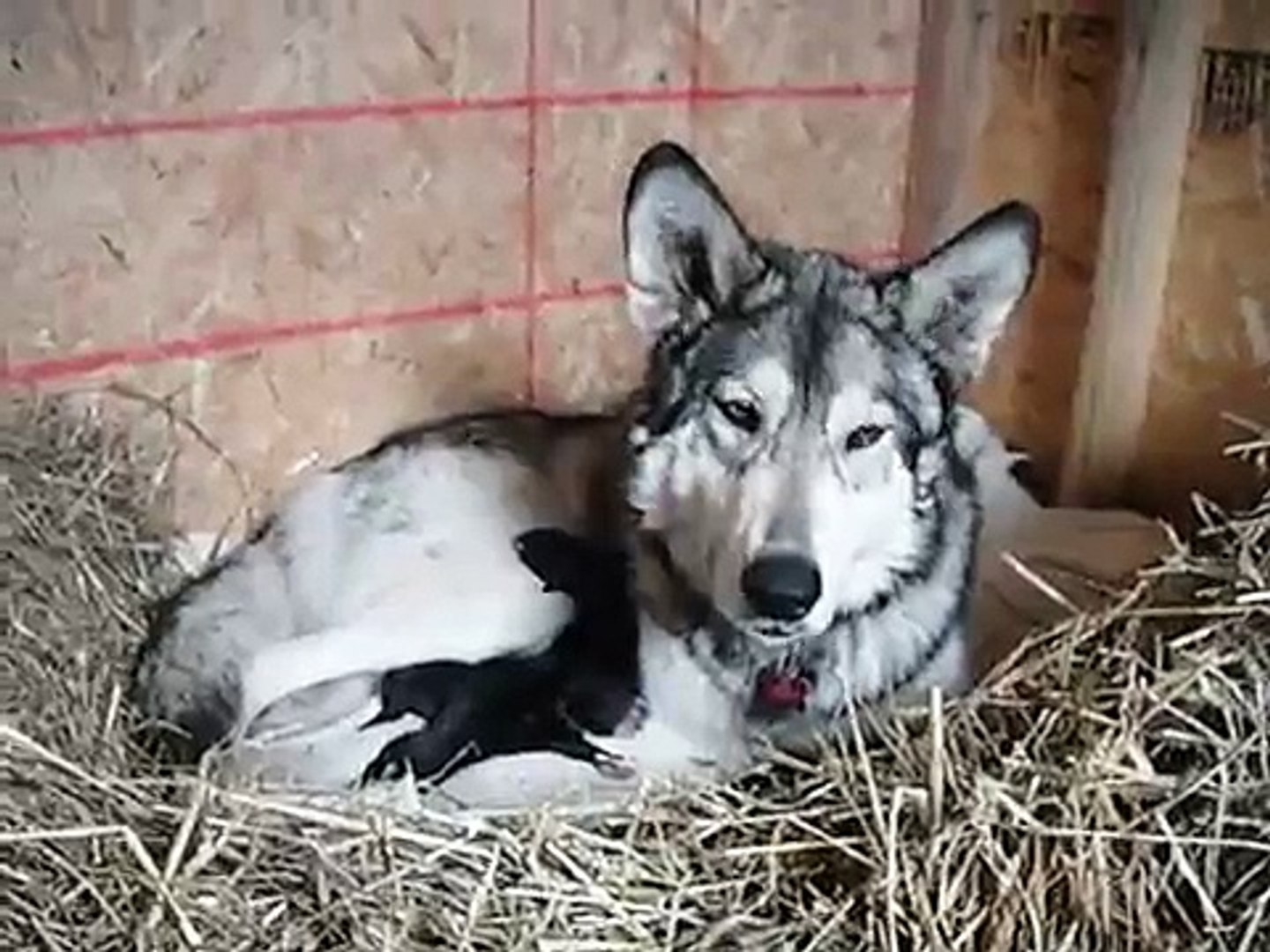 Pregnant Werewolf Giving Birth