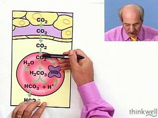 Biology  Carbon Dioxide Transport