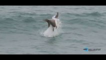 Epic! Blacktip Sharks attacking Topwater Lures