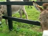 Donkeys in Ireland