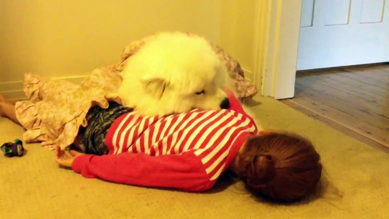 Samoyed Puppy Hugs #4