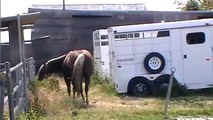 Bad Mare Horse - Bad Baby Colt - Stupid Horse Opens Gate to Claim his Mare - Rick Gore Horsemanship