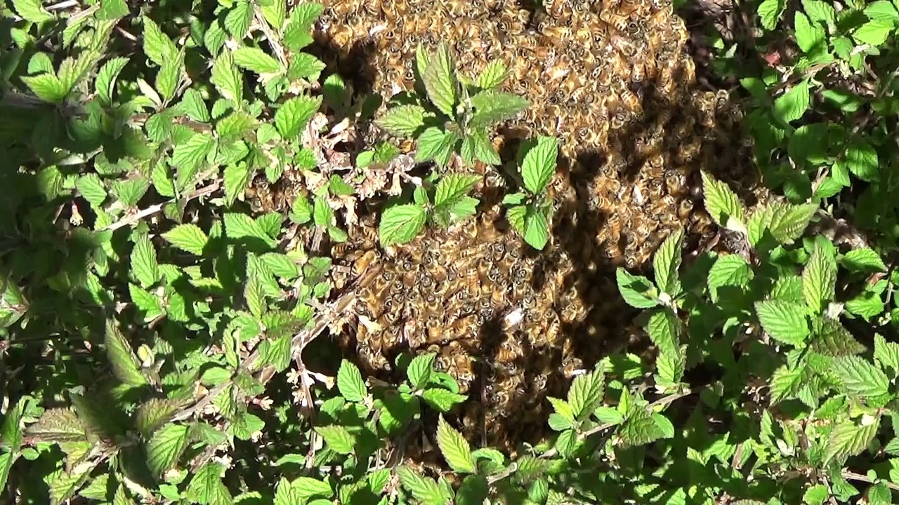Spring Bee Swarm - Part One