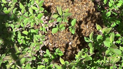 Spring Bee Swarm - Part One