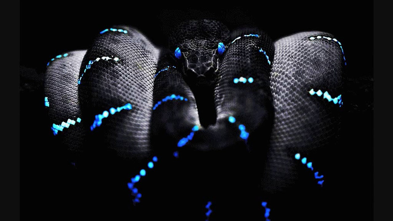 Emmanuel Top - Snake Dance