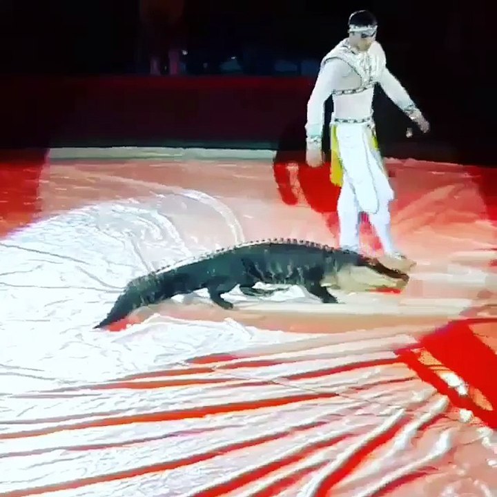 Crocodile vs Crazy Man at Circus ! - Мужик Ласкает Крокодил ! - Жесть !