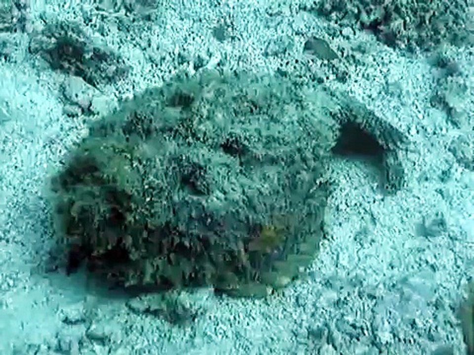 Poisson pierre