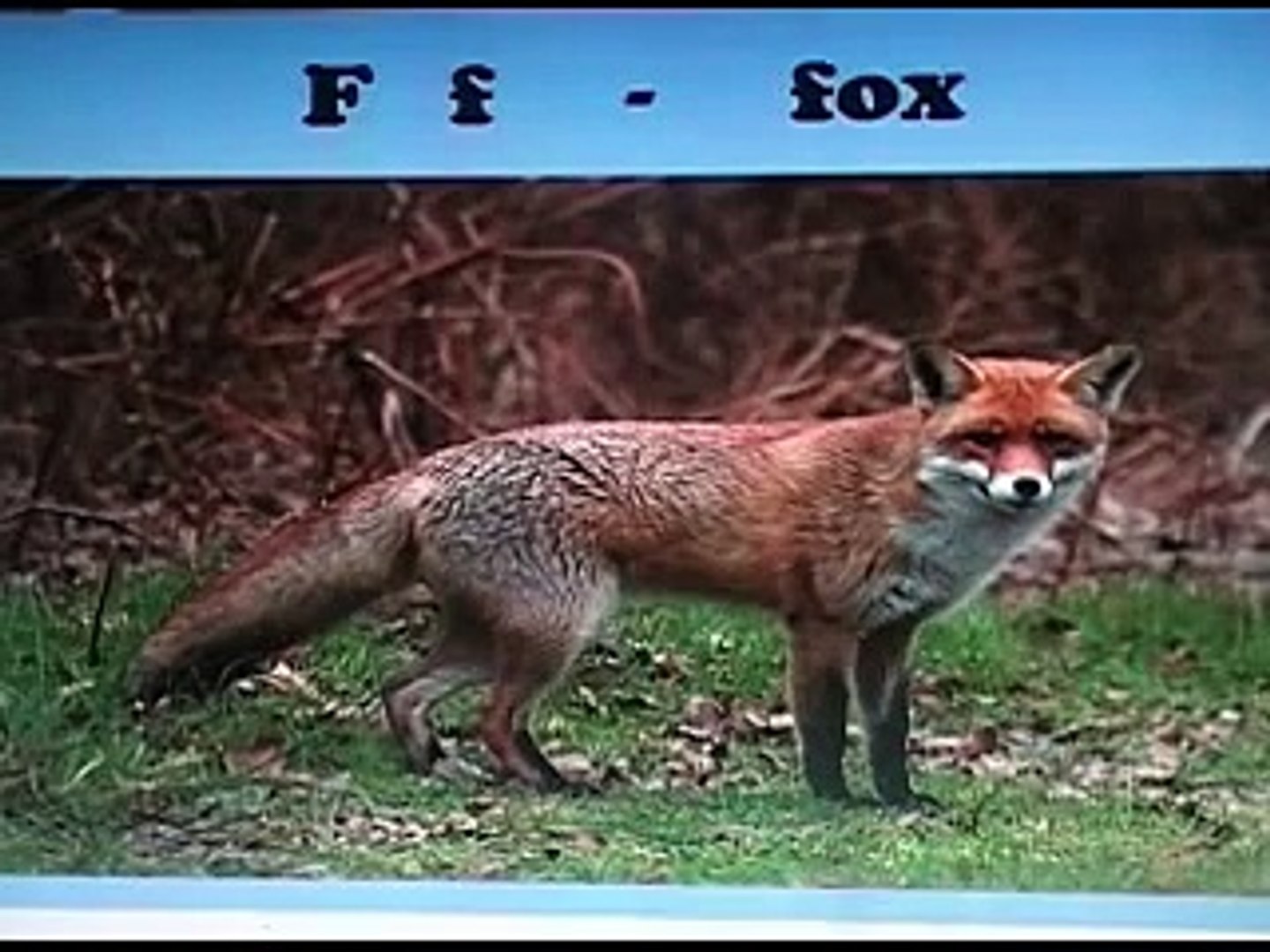 ⁣Flashcards for kids/ Children/ Toddlers - English - Animals - GREAT for learning