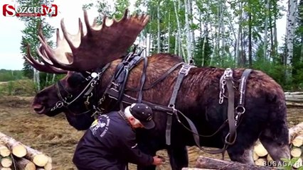 Dünyanın en büyük 14 hayvanı